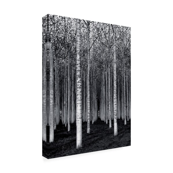 David Scarbrough 'The Forest For The Trees' Canvas Art,24x32